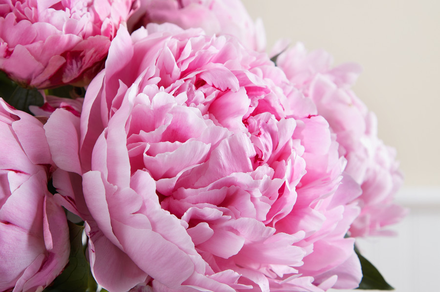 pink flower images