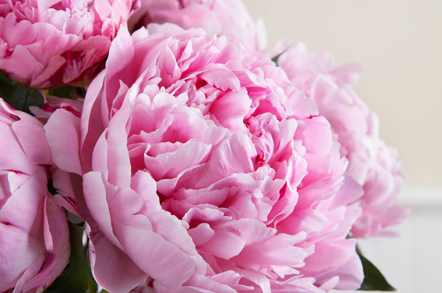 pink peonies