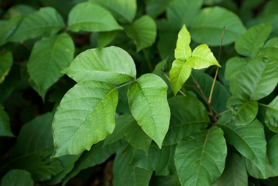 poison ivy