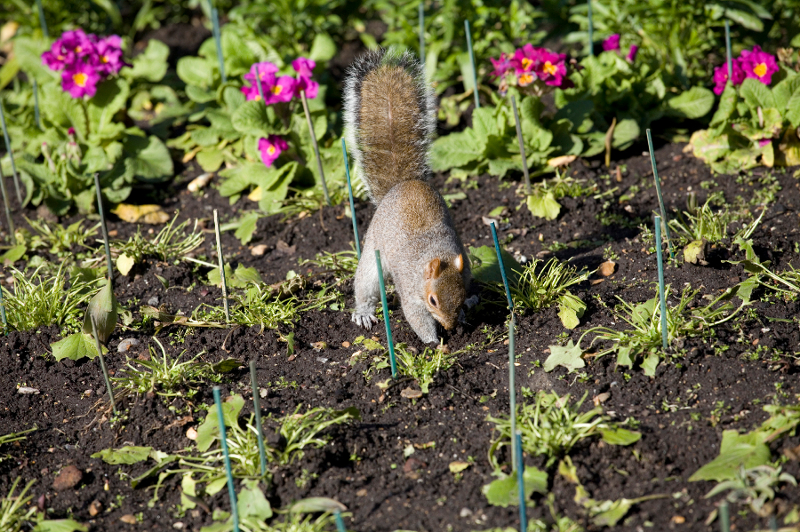 https://flowers.com/blog/wp content/uploads///squirrel digging in garden