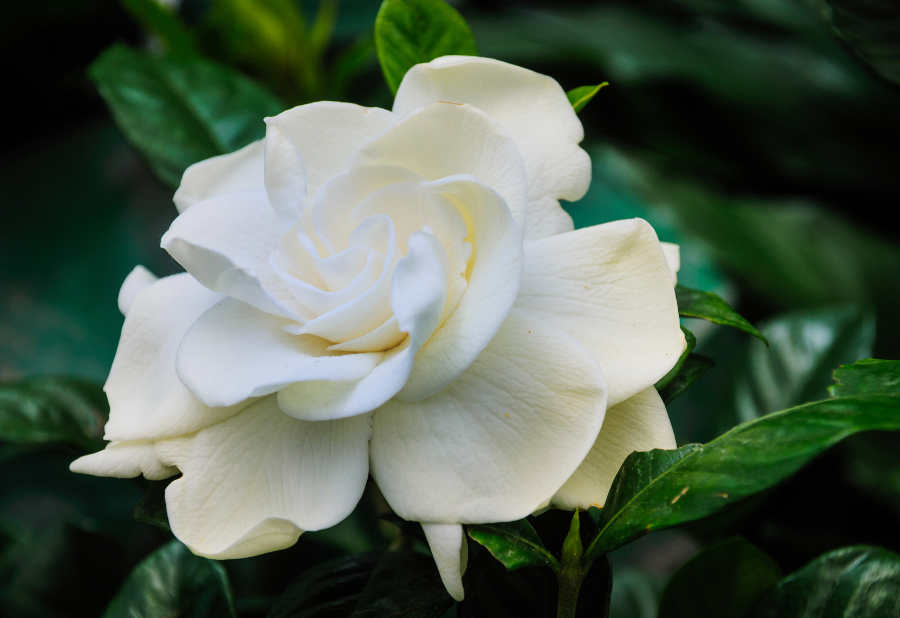 https://www.flowers.com/blog/wp content/uploads///white gardenia plant