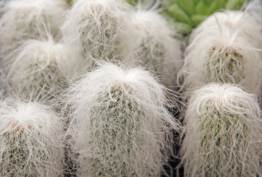 https://flowers.com/blog/wp content/uploads///brazillian old man cactus