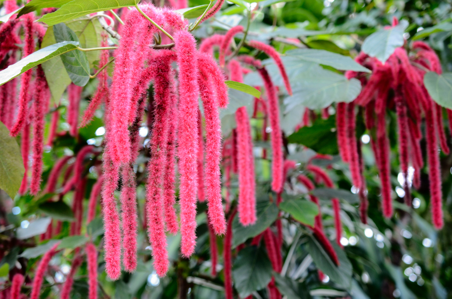 https://flowers.com/blog/wp content/uploads///chenille plant flowers of acalyphia hispida