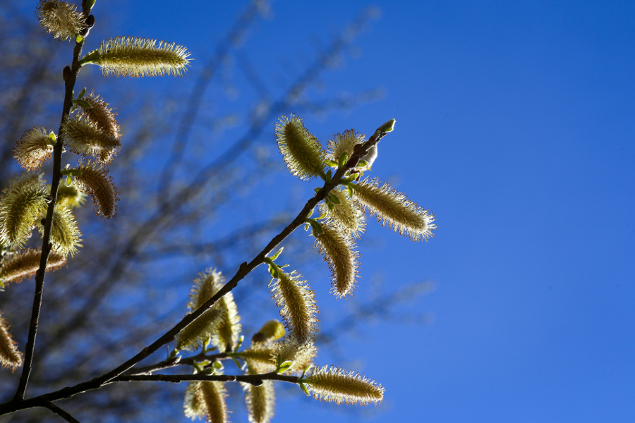 https://flowers.com/blog/wp content/uploads///pussy willow