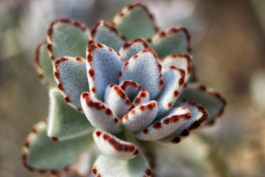 https://flowers.com/blog/wp content/uploads///white panda plant