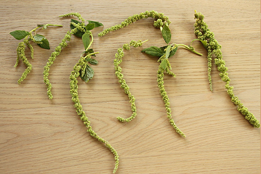 amaranthus laterals