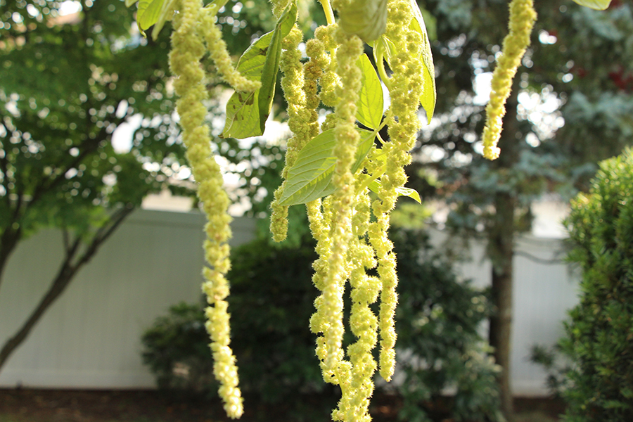 amaranthus