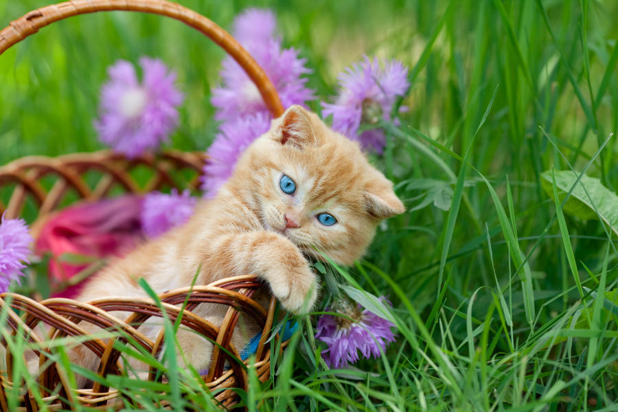 Cute Cat Pictures with Flowers – 1800Flowers Petal Talk