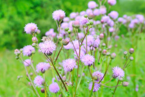 flowering weeds with creeping thistles