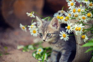 Cute Cat Pictures with Flowers – 1800Flowers Petal Talk