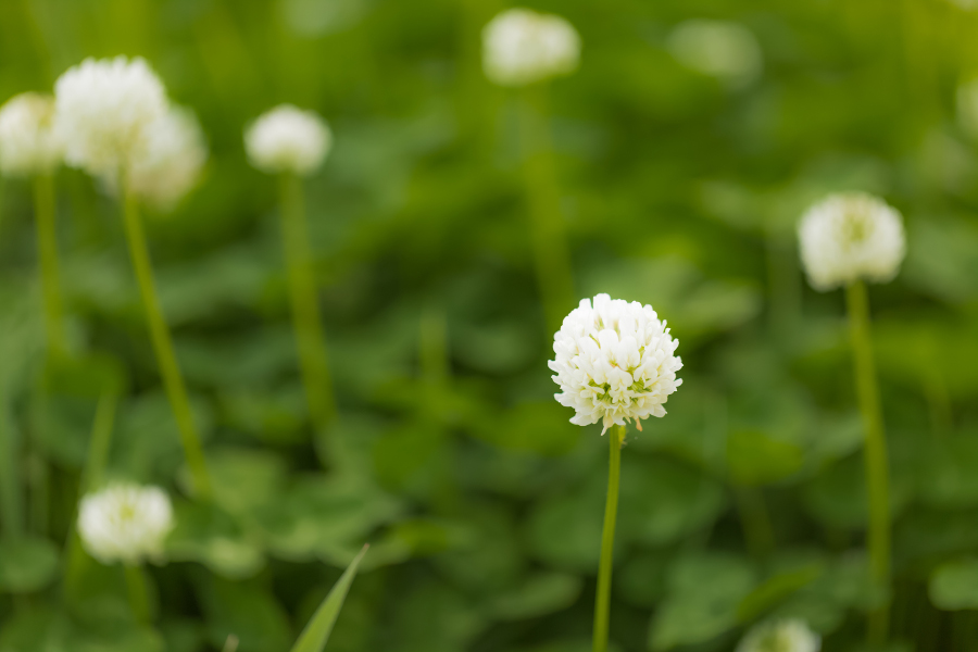 https://www.flowers.com/blog/wp content/uploads///white clovers