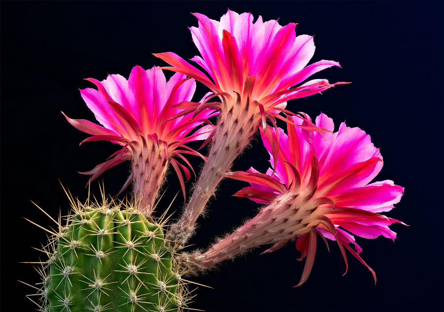 lady evelyn flowering cacti