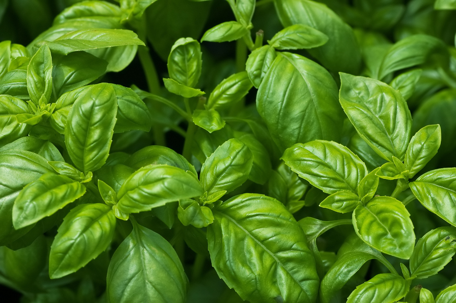 https://www.flowers.com/blog/wp content/uploads///basil leaves plant