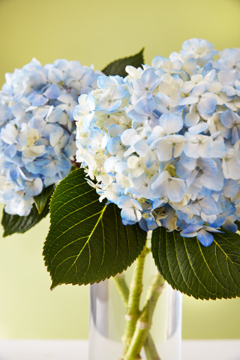 How to Change the Color of Hydrangeas | Petal Talk