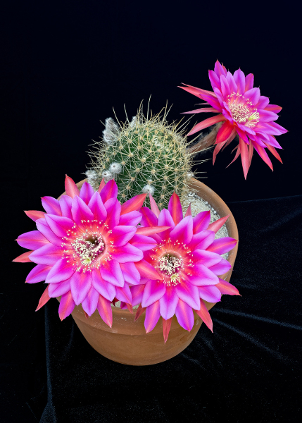 https://www.flowers.com/blog/wp content/uploads///echinopsis cacti flowers pink