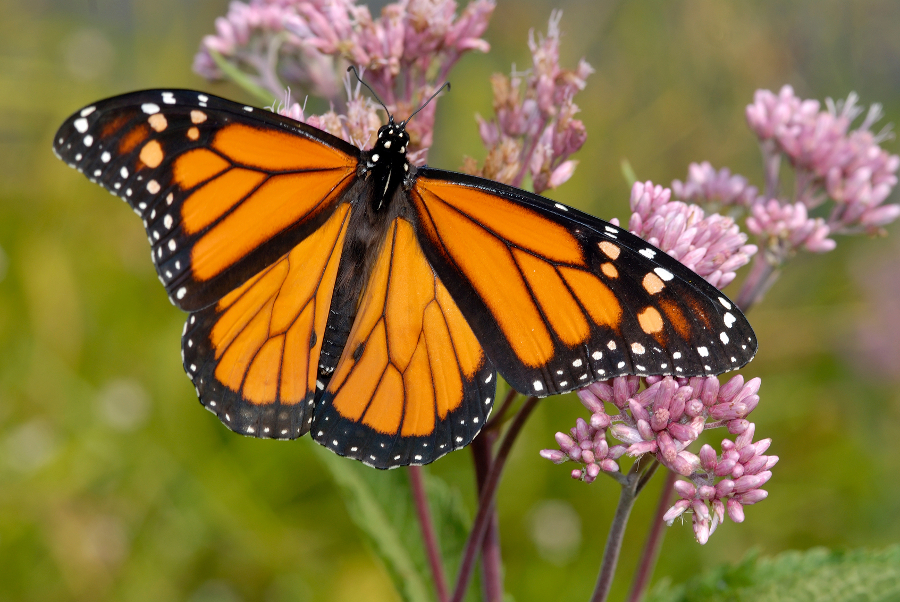 Monarch Butterfly Facts & Restoration Petal Talk
