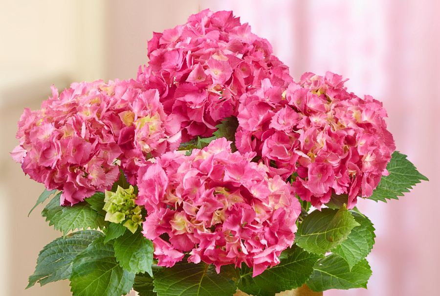 hydrangea color with pink hydrangea