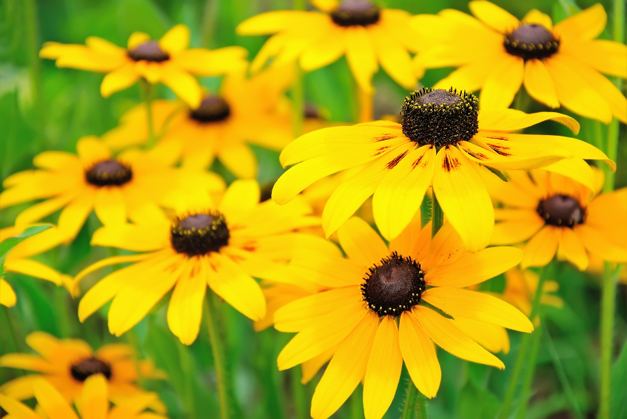 https://www.flowers.com/blog/wp content/uploads///black eyed susans