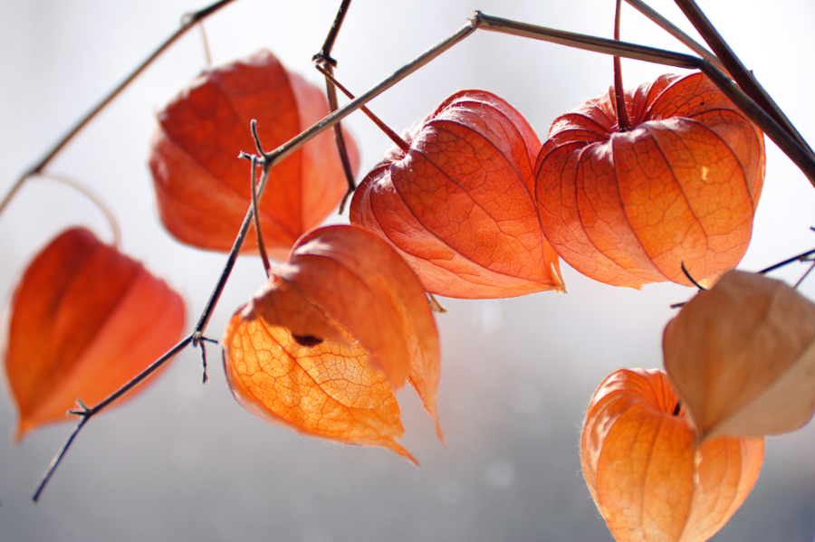 https://www.flowers.com/blog/wp content/uploads///chinese lantern flowers