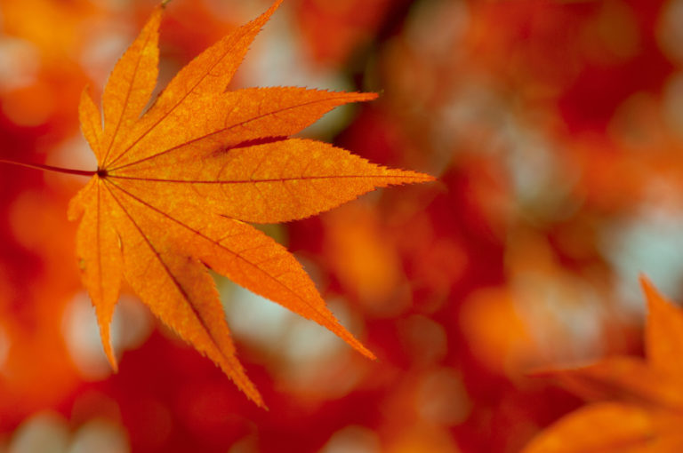 all-about-fall-leaves-foliage-petal-talk