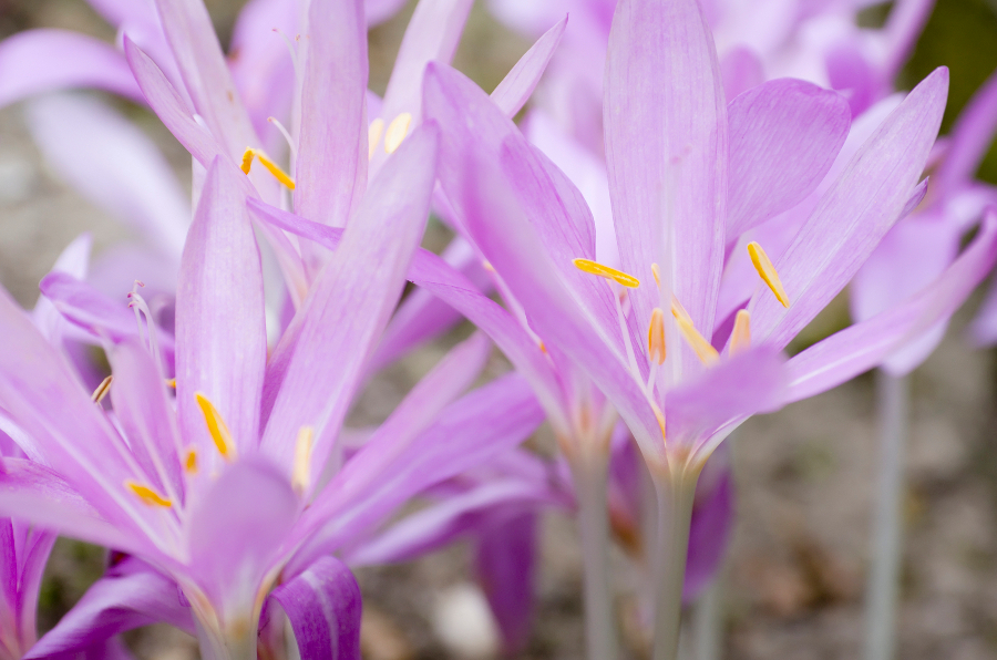 https://www.flowers.com/blog/wp content/uploads///fall crocus purple lavender flower