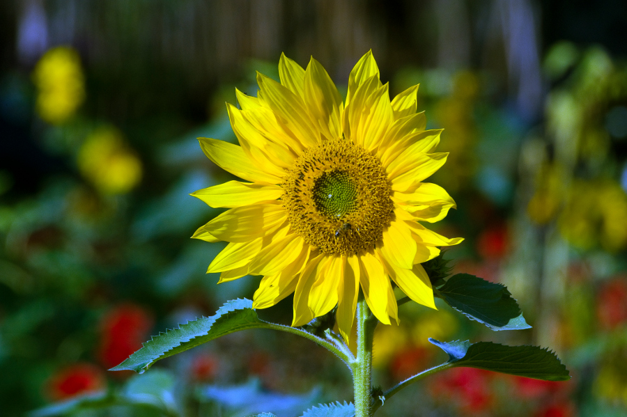 https://www.flowers.com/blog/wp content/uploads///helianthus yellow sunflower