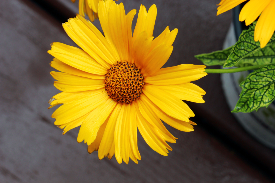 https://www.flowers.com/blog/wp content/uploads///heliopsis yellow sunflower