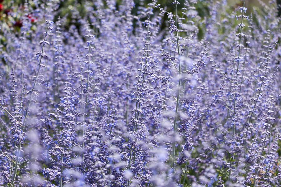 https://www.flowers.com/blog/wp content/uploads///russian sage