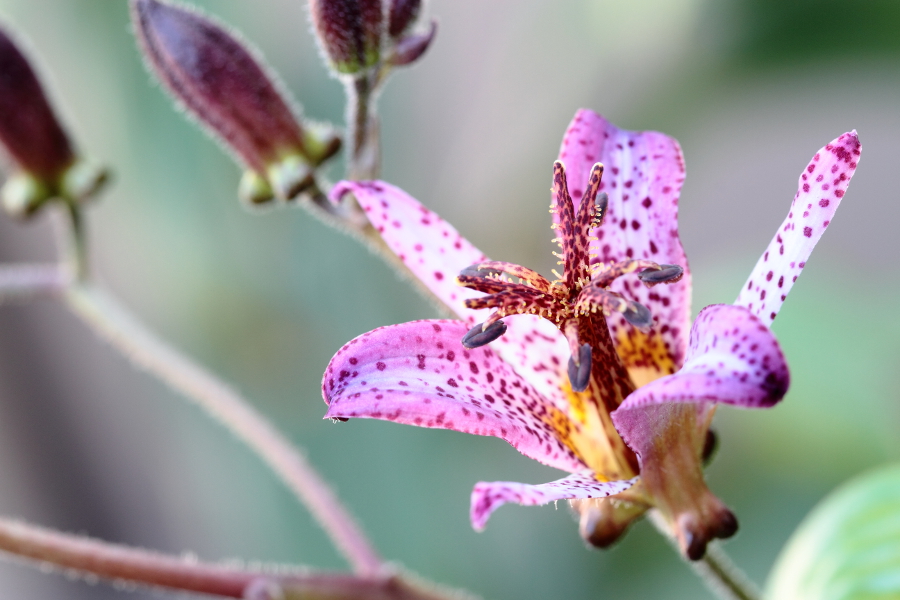 https://www.flowers.com/blog/wp content/uploads///toad lilies