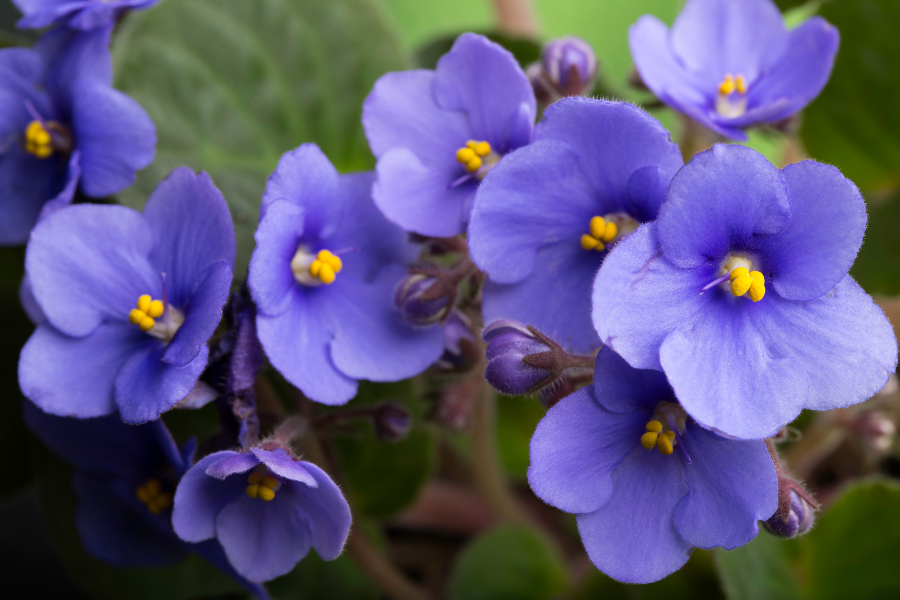 birth flower with Violet