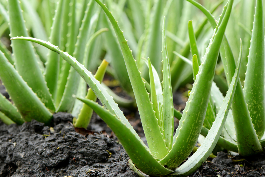 https://www.flowers.com/blog/wp content/uploads///aloe vera