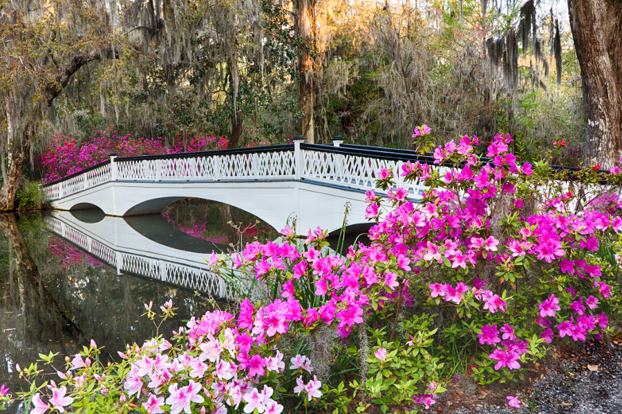 https://www.flowers.com/blog/wp content/uploads///azalea bridge