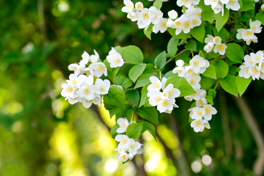 https://www.flowers.com/blog/wp content/uploads///jasmine flowers