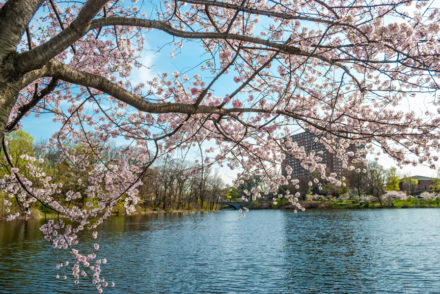 Best Cherry Blossom Festivals in the U.S. | Petal Talk
