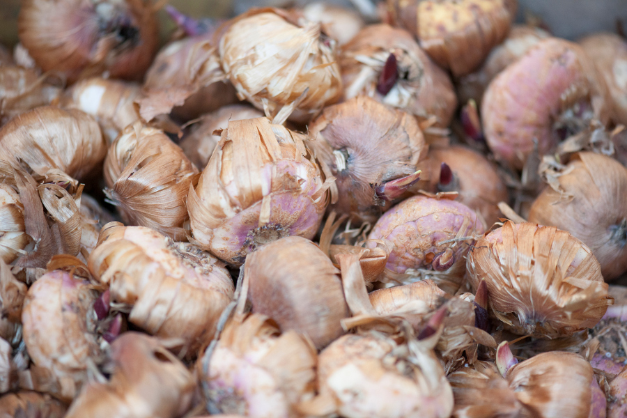 container gardening with Gladiolus Bulbs