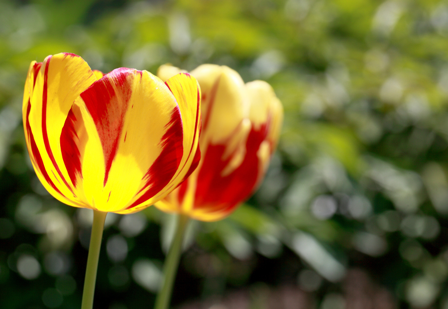 Orange and Yellow Tulip