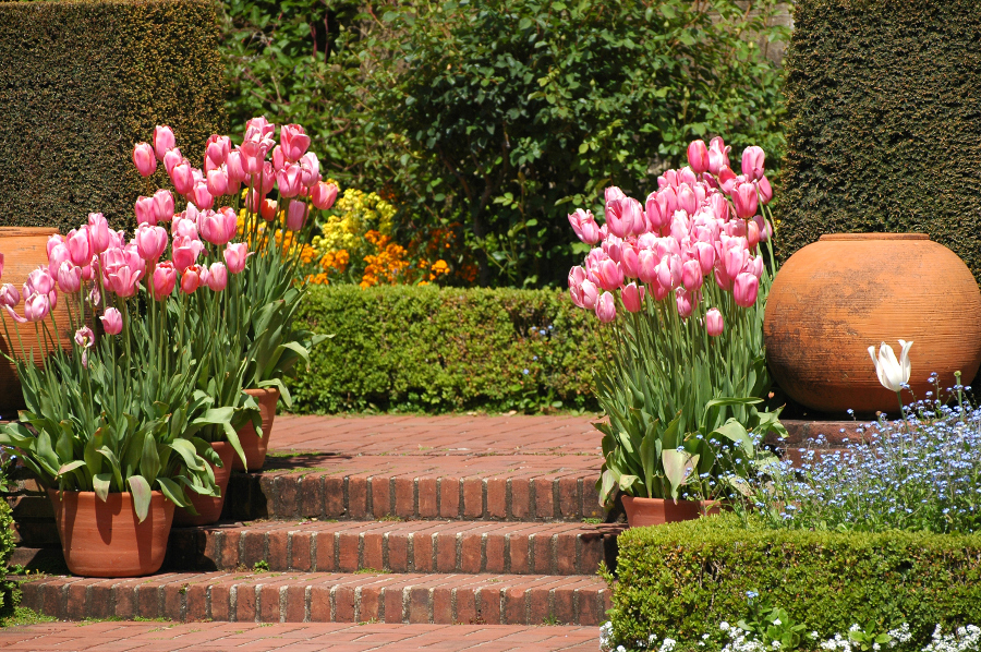 Tulip Container Garden