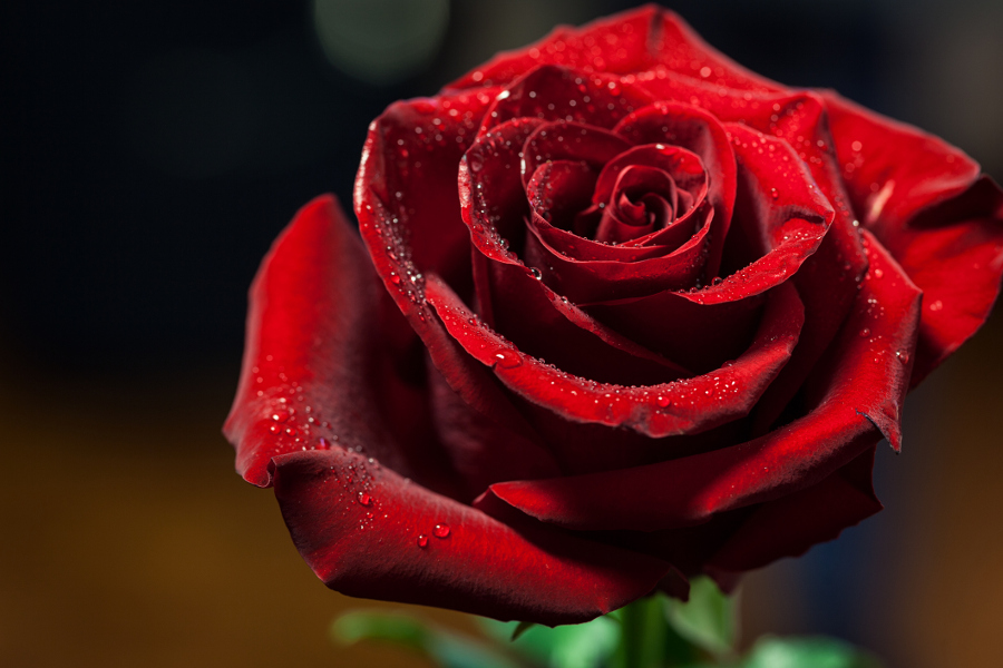 How to Say "Rose" in Different Languages | Petal Talk