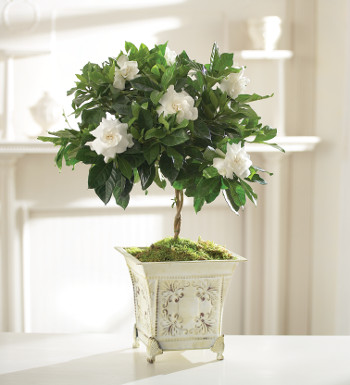 White gardenia flowers