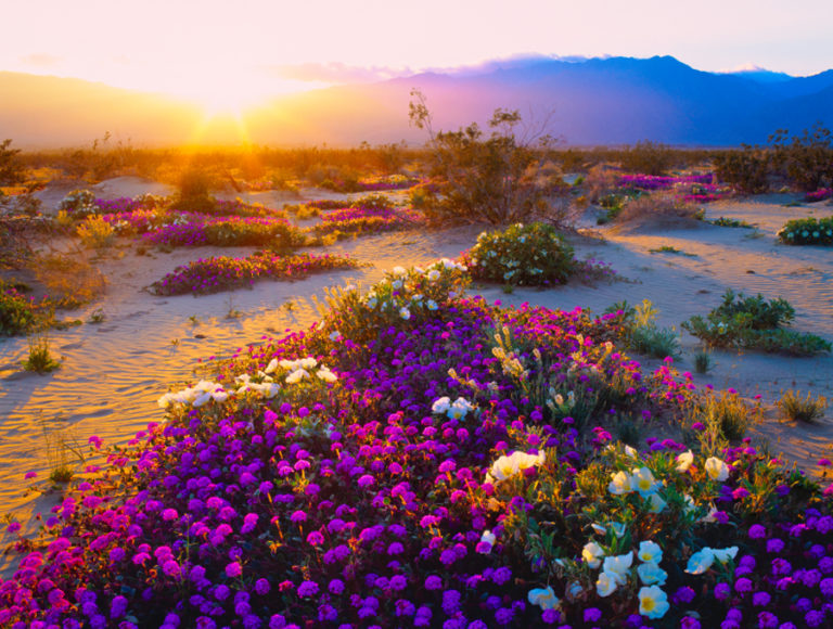 Desert Flowers Erupt in California 'Super Bloom' | Petal Talk