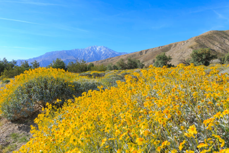 Desert Flowers Erupt in California 'Super Bloom' | Petal Talk