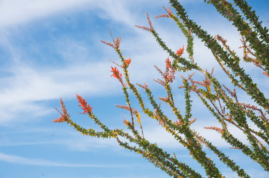 https://www.flowers.com/blog/wp content/uploads///ocotillo blossoms