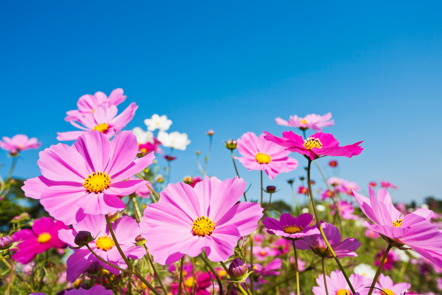 photo of wedding anniversary flowers with cosmos flowers