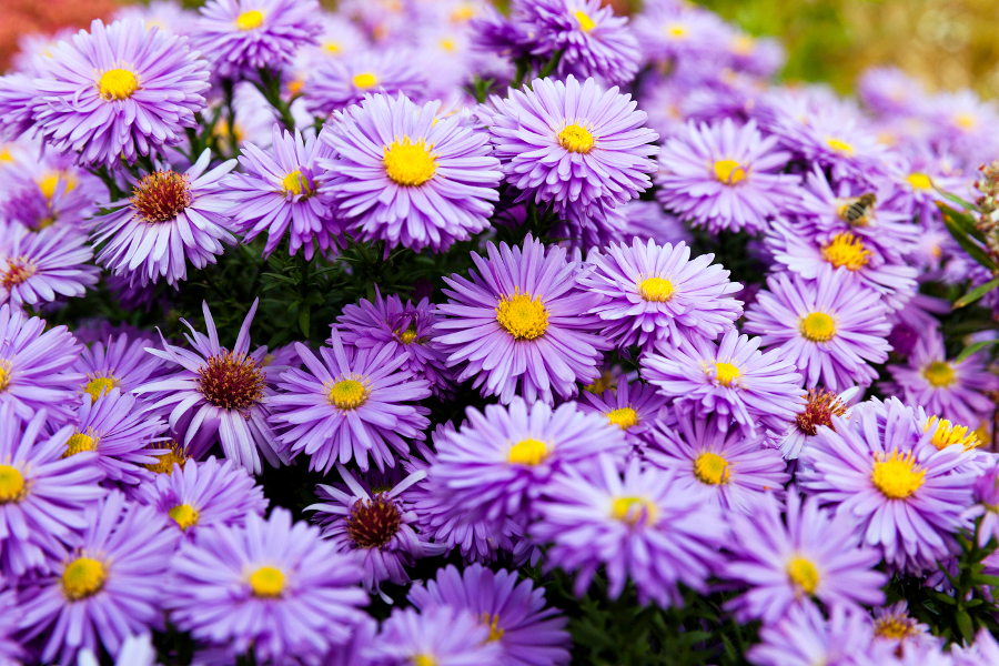 birth flower with Purple Aster