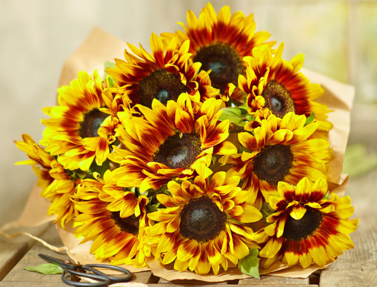 National Friendship Day Flowers that Symbolize Friendship Petal Talk