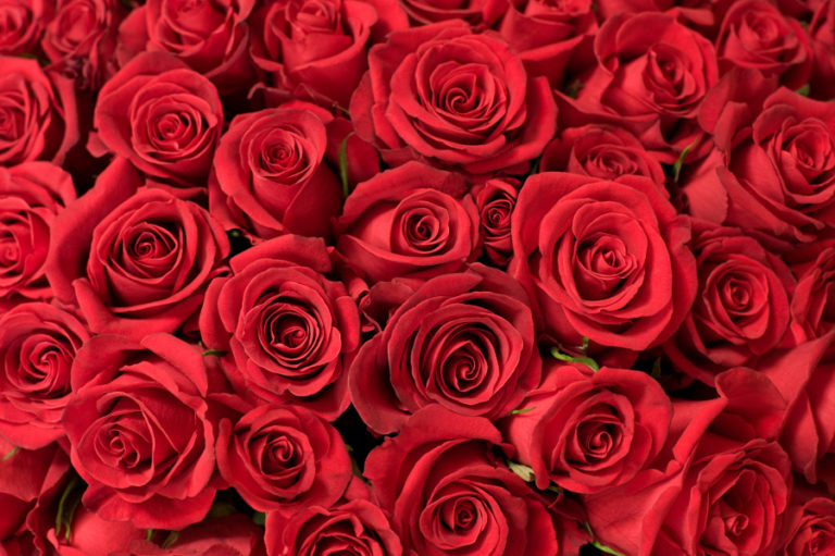 National Red Rose Day- June 12th, 2017 | Petal Talk