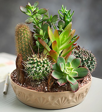 https://www.flowers.com/blog/wp content/uploads///cactus succulent dish garden