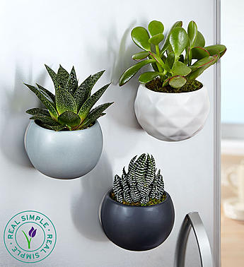 https://www.flowers.com/blog/wp content/uploads///magnet succulents