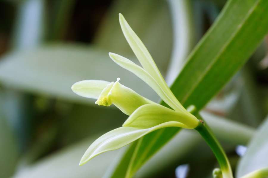 https://www.flowers.com/blog/wp content/uploads///Vanilla flower