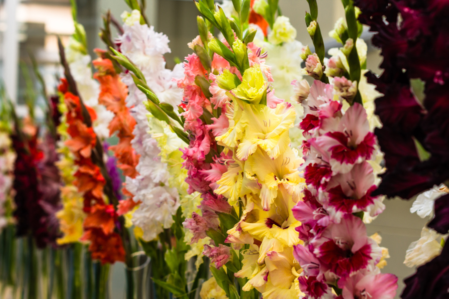 birth flower with gladiolus